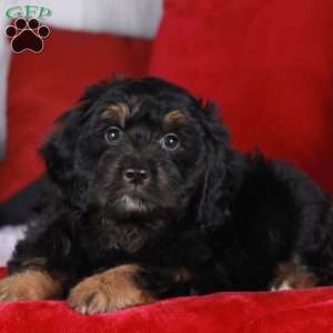 Sprinkle, Mini Golden Mountain Doodle Puppy